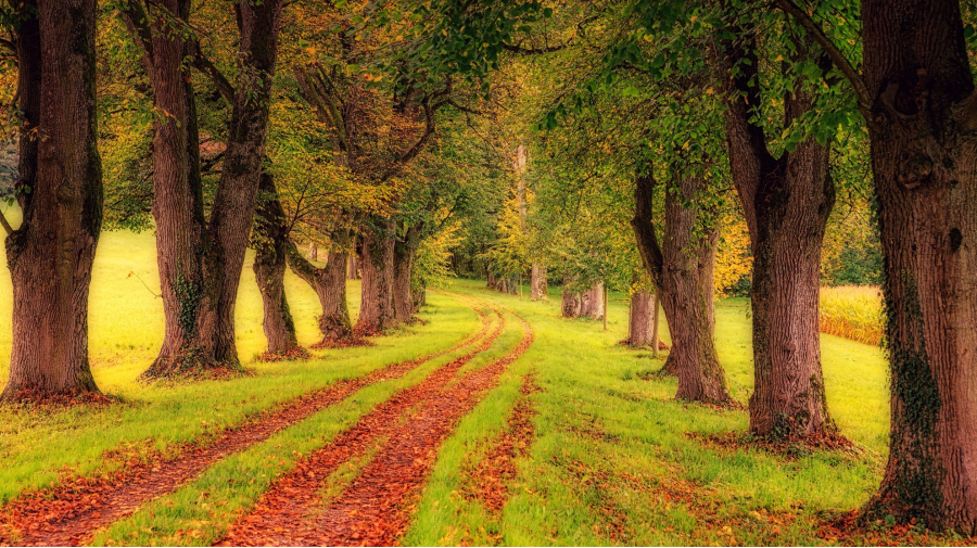 Les chemins de l'Âme !